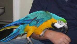 Jak odehrát papoušek?